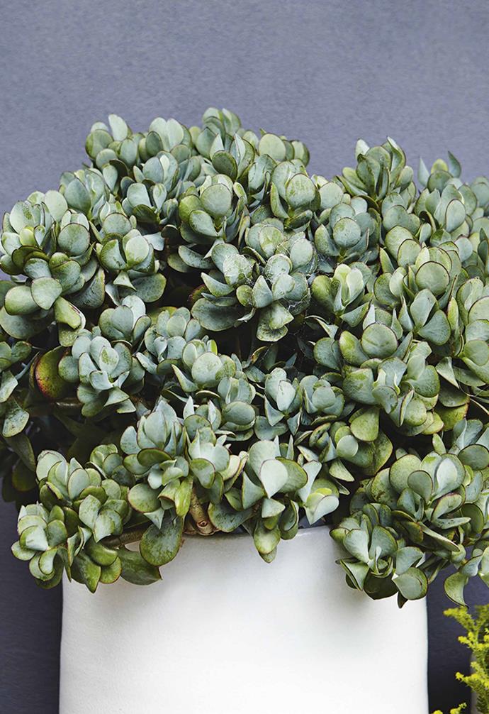 **Silver dollar plant** (*Crassula arborescens*) With blue-silver, round foliage, this variety of jade is perfect for containers and can be pruned to shape. As per Chinese legend, place one by your front door to encourage money to flow into the household.