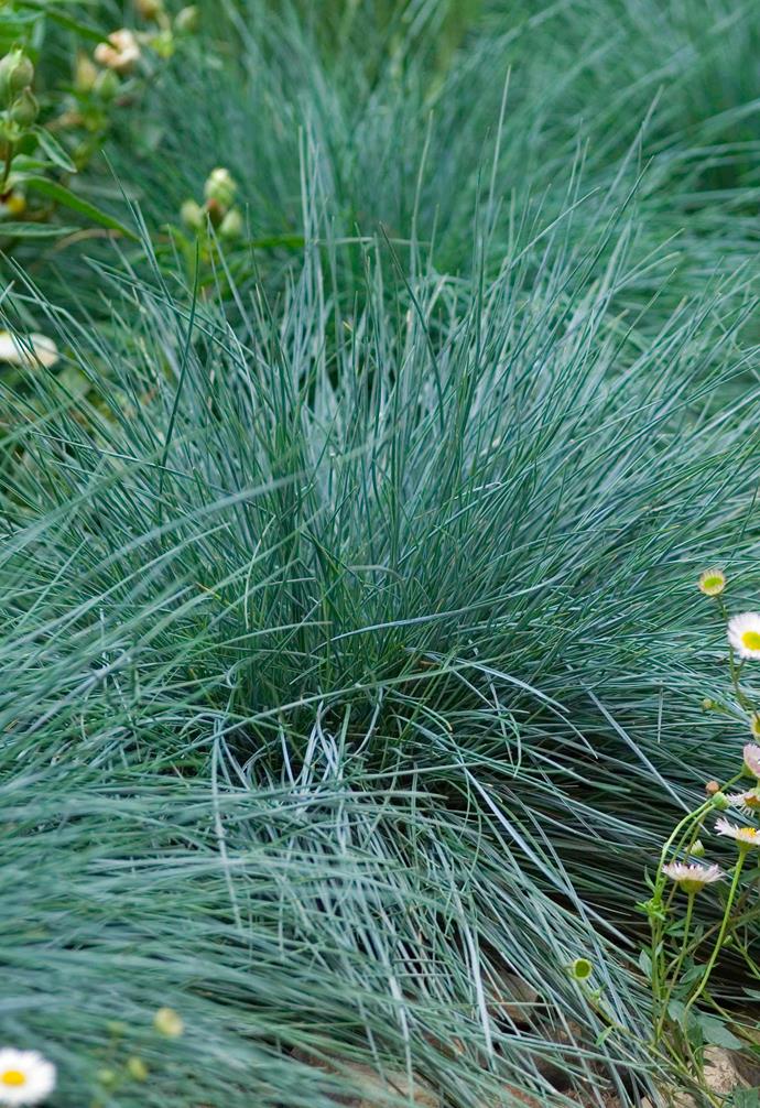 **Blue fescue** (*Festuca glauca*) This ornamental grass has steel-blue foliage all year round. The dense, blade-like leaves form a nice, neat shape, making it an ideal candidate for borders, edging and rock or cottage gardens.