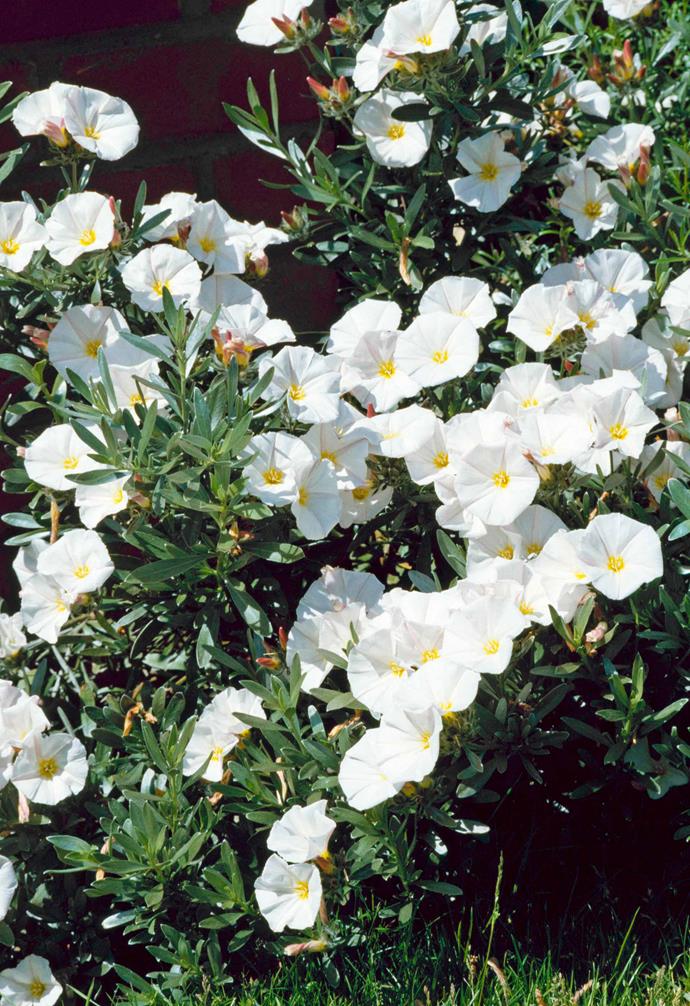 **Silverbush** (*Convolvulus cneorum*) is known for its attractive silvery-green foliage and wide, open, white flowers that cover it from spring to summer. Easy to grow and very hardy, it prefers a full sun/partly shaded position and requires very little water.
