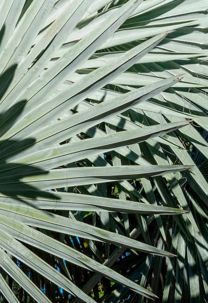 **Bismarck palm** (*Bismarckia nobilis*) Hailing all the way from Madagascar, the Bismarck is a striking palm that will make a great feature in any garden that has enough space. Its large, blueish fronds grow to 3 metres wide and it can reach a height of 20 metres.