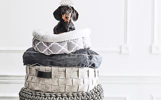 dachshund in a basket 