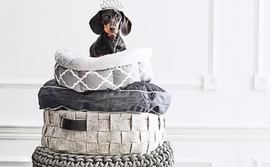 9 dachshunds in stylish spaces