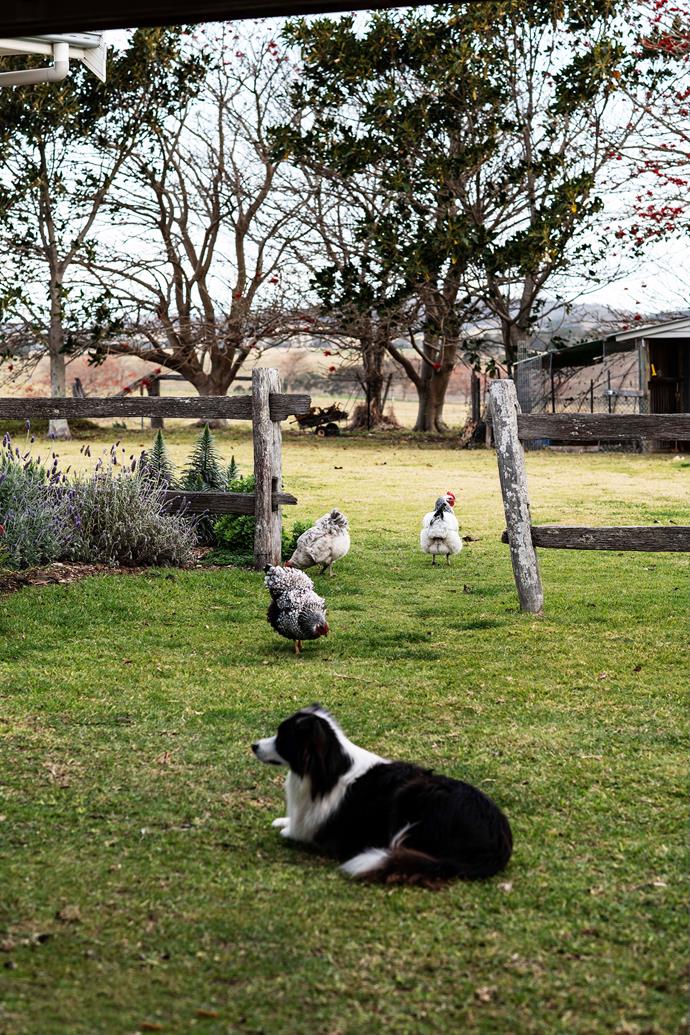 Tui the Border Collie keeps watch over the chickens at [The Old Schoolhouse Milton](https://www.homestolove.com.au/sea-change-home-renovation-20164|target="_blank").
