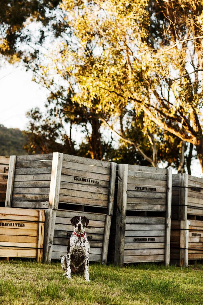 Prost, the German shorthaired pointer, at Courabyra Wines.