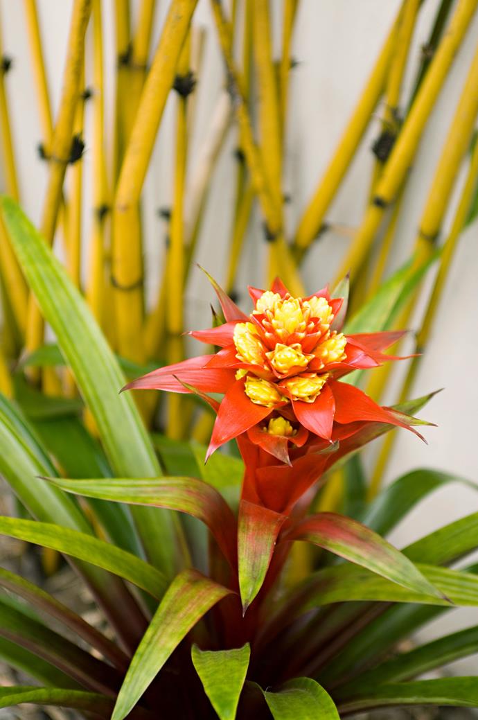March is the best time to prune off bromeliad rosettes. *Photo: Sue Stubbs / bauersyndication.com.au*
