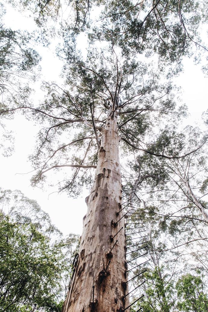 The Gloucester Tree is one  of the largest climbing trees in WA's Southern Forests region.