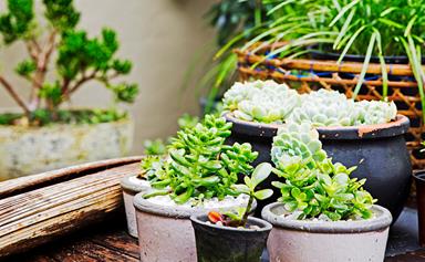 A beginner's guide to growing succulents