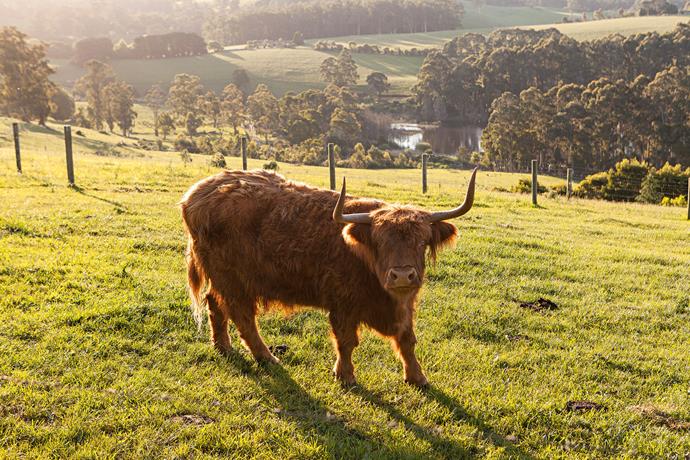 Highland cow Thelma.