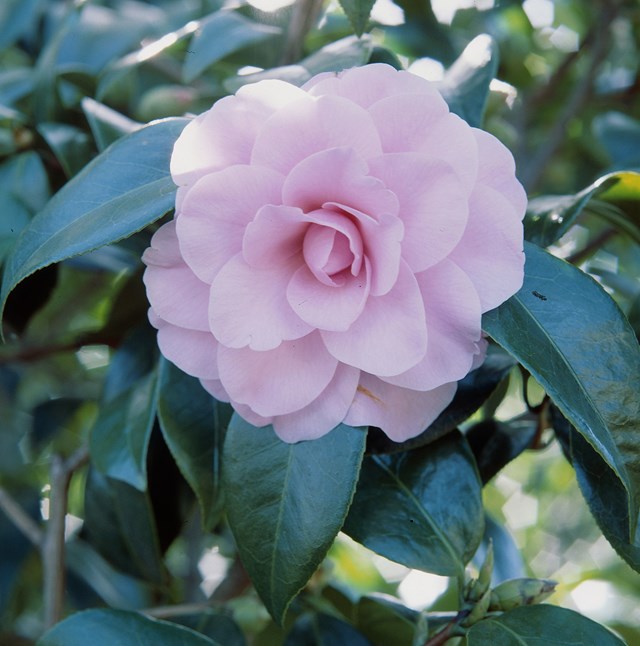 'Sweet Jane' is a popular hybrid species, loved for its pretty, pale pink flowers.