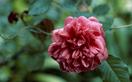 How to grow and care for camellias