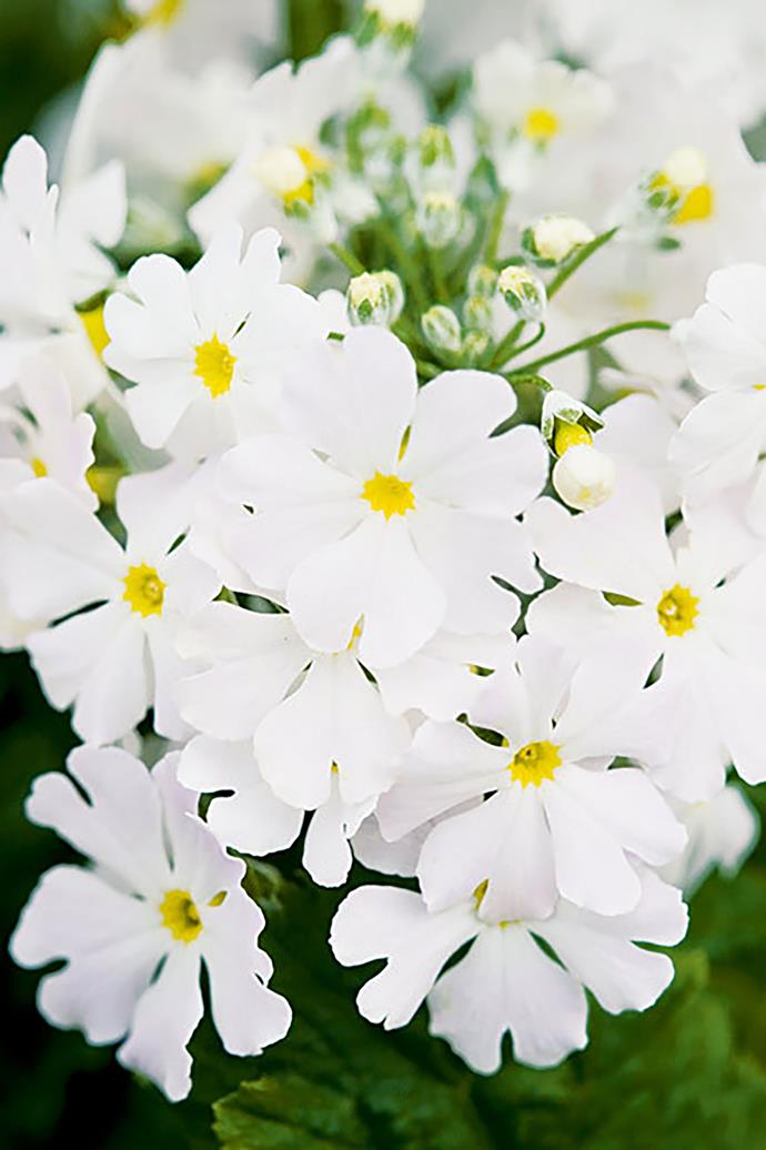 **FAIRY PRIMROSE**<br>
Fairy primose, also known as Primula malacoides, is a plant that thrives in pots or in garden (Warning: capable of producing [toxic reaction](https://www.homestolove.com.au/13-common-houseplants-that-are-poisonous-to-pets-5073|target="_blank") if eaten or touched).