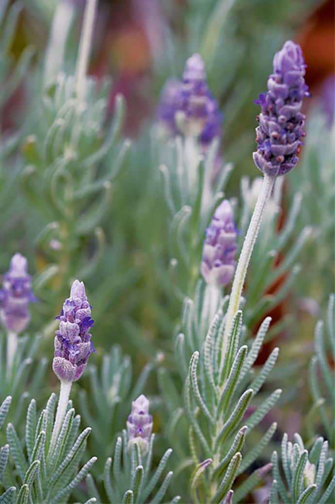 **LAVENDER**<br>
[Lavender](https://www.homestolove.com.au/plant-guide-lavender-9188|target="_blank") is water-wise in well drained areas and responds well to pruning. It can cope in exposed, sunny conditions. Two good yearly prunings (after flowering) will help to keep the plant under control. Follow with a fertiliser, blood and bone, for quick re-growth.