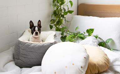 10 of the best pet beds and homes