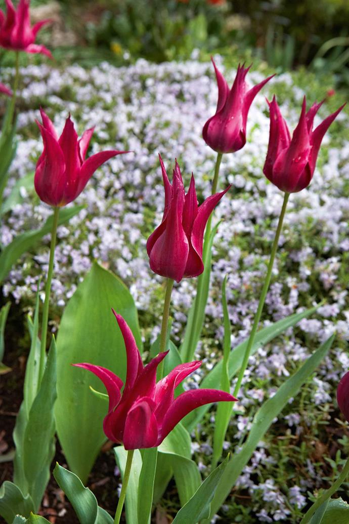 A purple 'Maytime' tulip. "I go out at the end of the day and try the gardener's trick of one hand tied behind the back while the other is allowed to hold a glass of some kind," says Don. Otherwise, this labour of love is never-ending.