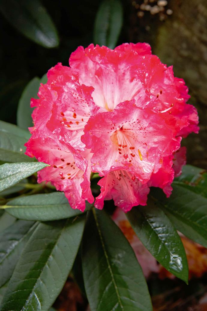 Rhododendron arboreum is "a pink form of the wild species." Certainly no part of the garden looks silly now. From the bed of heather at the highest point, past a collection of hostas of many varieties, pincushion-shaped dianthus, a gnarled weeping cherry that shelters a frog pond and right down to the vivid peonies at the bottom of the garden, there is much to interest the eye. Myriad maples, rampant rhododendrons, delightful dogwoods, pretty paper daisies… the alliterative list stretches out before us.