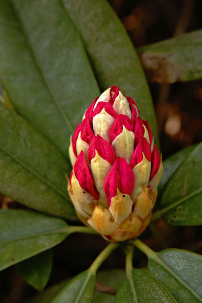 A budding rhododendron. Don has bought seed from plant societies in the UK and swaps plants with other collectors — the tiny Japanese kurume azaleas, for example, came from botanist Peter Valder at nearby Mount Wilson. There aren't many plants Don's "desperate for" these days, although he is usually keen to focus on some particular genera. At the moment these all happen to begin with 'R' — roscoea ("That's a genus I want every one of!"), rhodohypoxis and ranunculus.