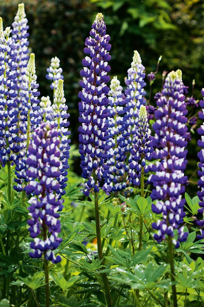 Colourful lupins stand to attention.