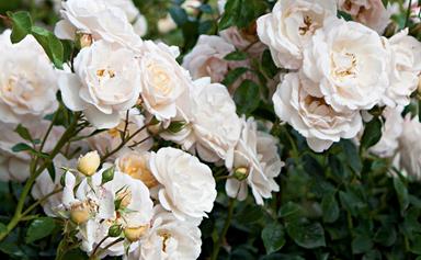 How to prune roses