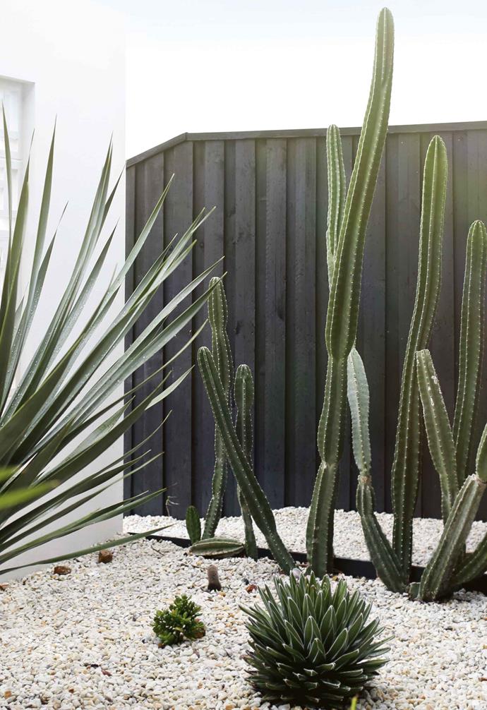 Bordered by a wall of white breezeblocks from Besser Block Centre, the cactus and succulent garden of this [Palm Springs meets mid-century modern home](https://www.homestolove.com.au/palm-springs-mid-century-casuarina-18340|target="_blank") in Casuarina has a striking feel, the layering of heights and textures adding interest and texture.