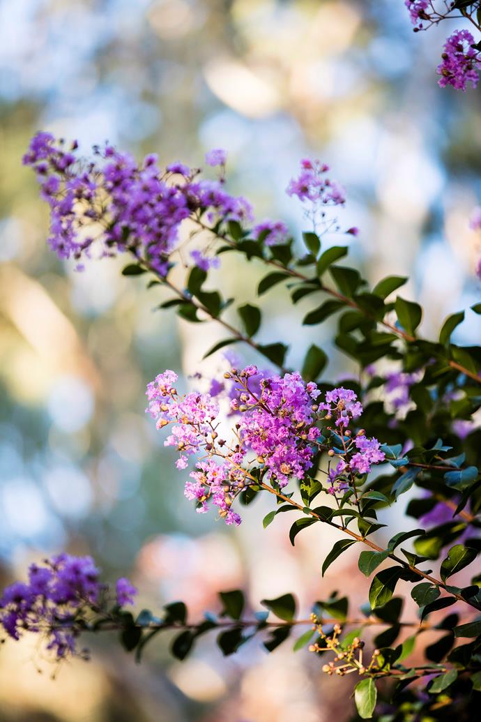 Crepe myrtle flowers vary from shades of pink, to red, purple, mauve, lilac and white.