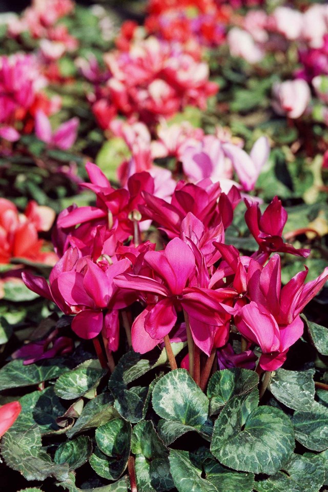 Cyclamen are coming into favour not only for their vibrant hues but also for their sweet fragrance.