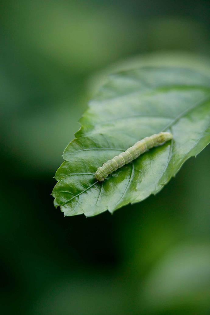 One of the most common caterpillars you'll find in the vegie patch is the green larvae of the cabbage white butterfly.