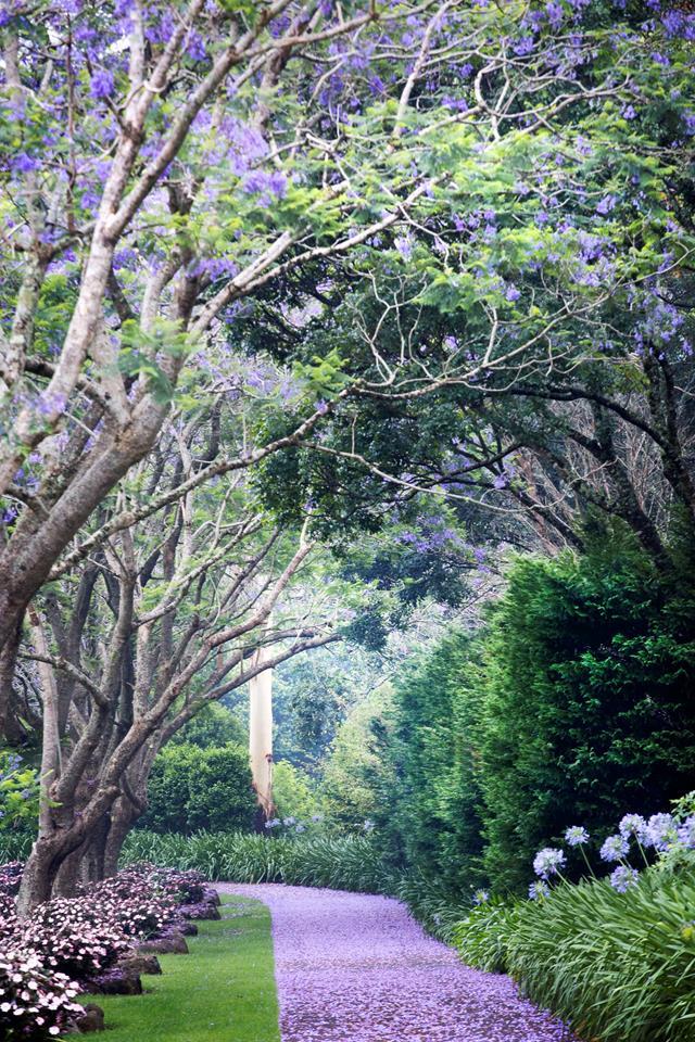 A thick carpet of jacaranda flowers beckons visitors to this glorious [Queensland garden](https://www.homestolove.com.au/cascading-formal-garden-on-mount-tamborine-6787|target="_blank"). Soft pink impatiens and blue agapanthus add to the pretty palette.