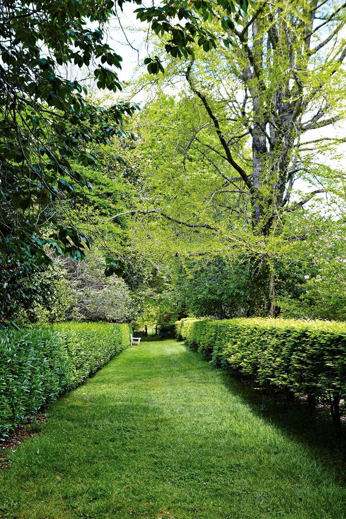 A grassy path bordered by laurel hedges. William Hay may have been homesick for the green fields of home; in any event, he and other settlers built a southern hemisphere Arcadia with orchards, paddocks and avenues of chestnuts, walnuts and elms creating an oasis-like hill station refuge from the summer heat of Sydney.
