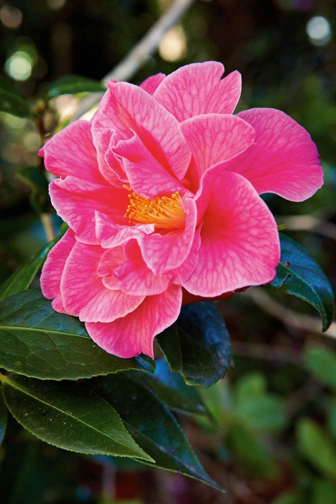 The [Williamsii 'Donation' Camellias](https://www.homestolove.com.au/camellia-species-13024|target="_blank"), were another favourite planting of Peter Valder.