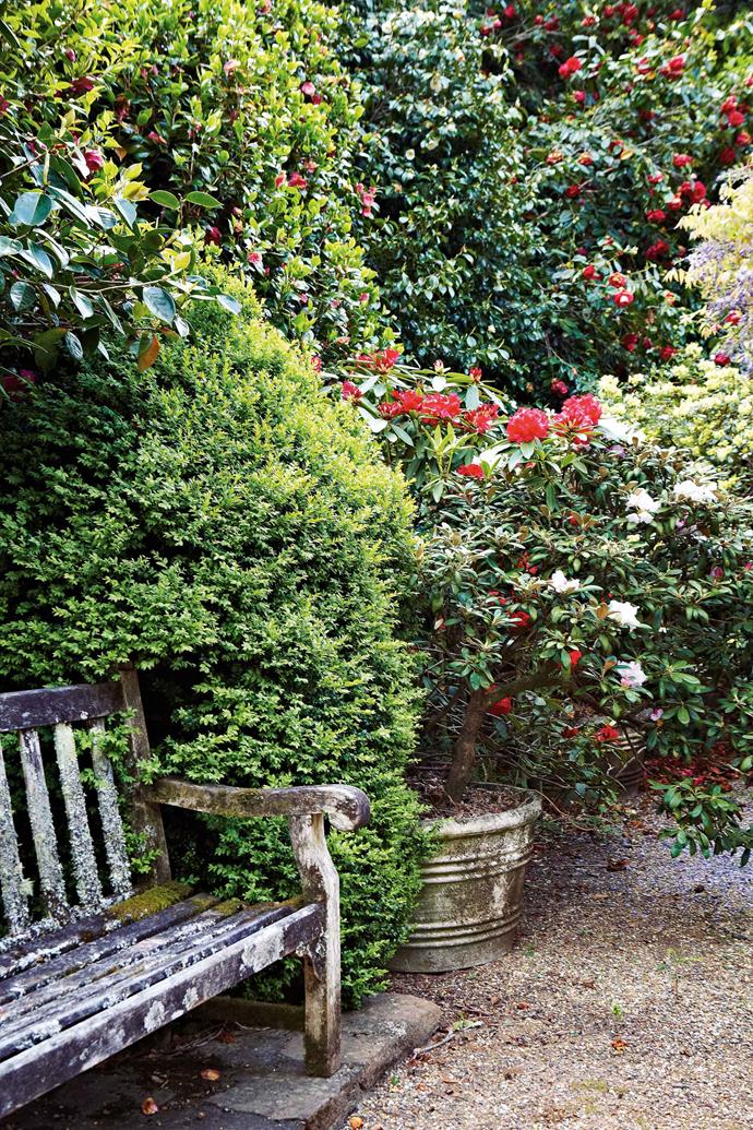 Two of Tony's favourite rhododendrons — 'Golden Torch' and the red 'Jean Marie de Montague' — by a well worn bench. Tony takes the job of preserving Nooroo's living history seriously: "None of the plants that were here have been removed; we've pruned but not replaced." Concerned that he might lose a rare blue rhododendron, he engaged veteran nurseryman John Teulen to propagate and protect the species, and happily points out its thriving progeny.