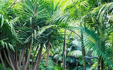 11 types of palm tree