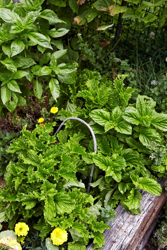 Grow herbs that you know you will use regularly.