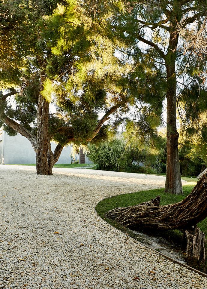 Sculptural Moonah trees in the pea gravel driveway.