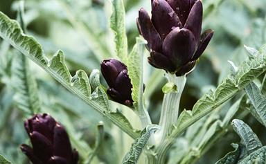 How to grow perennial vegetables