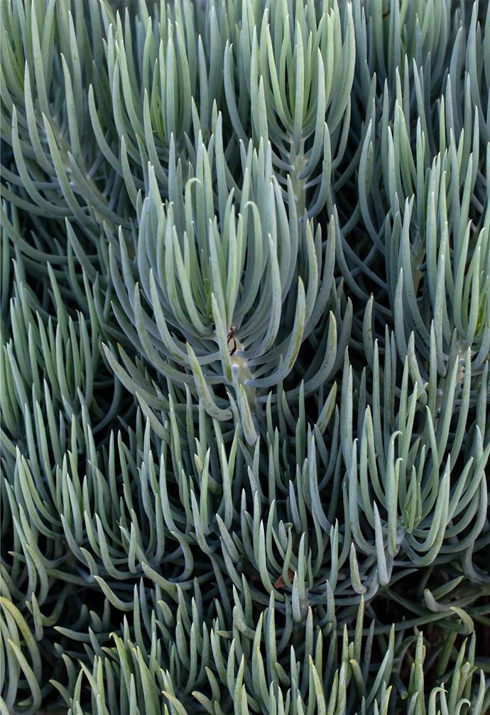 **Plant palette — Fine Chalk Sticks (*Senecio talinoides* 'Icesticks')** A soft look to contrast with bold shapes.