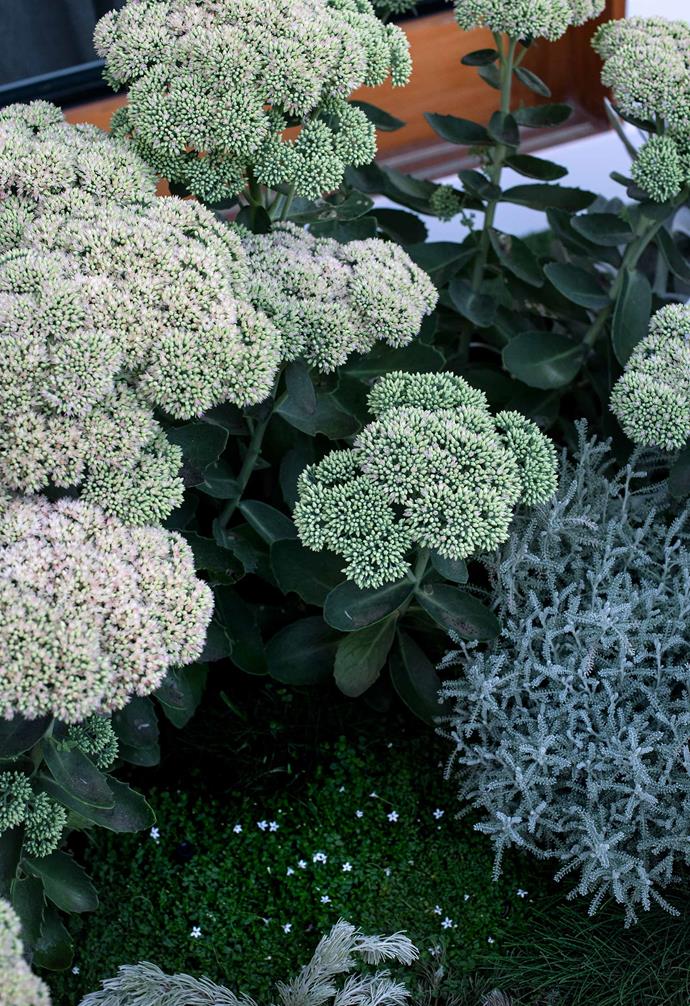 **Plant palette — Sedum 'Autumn Joy'** The flowers have a dramatic colour change: green to pink and then rust.