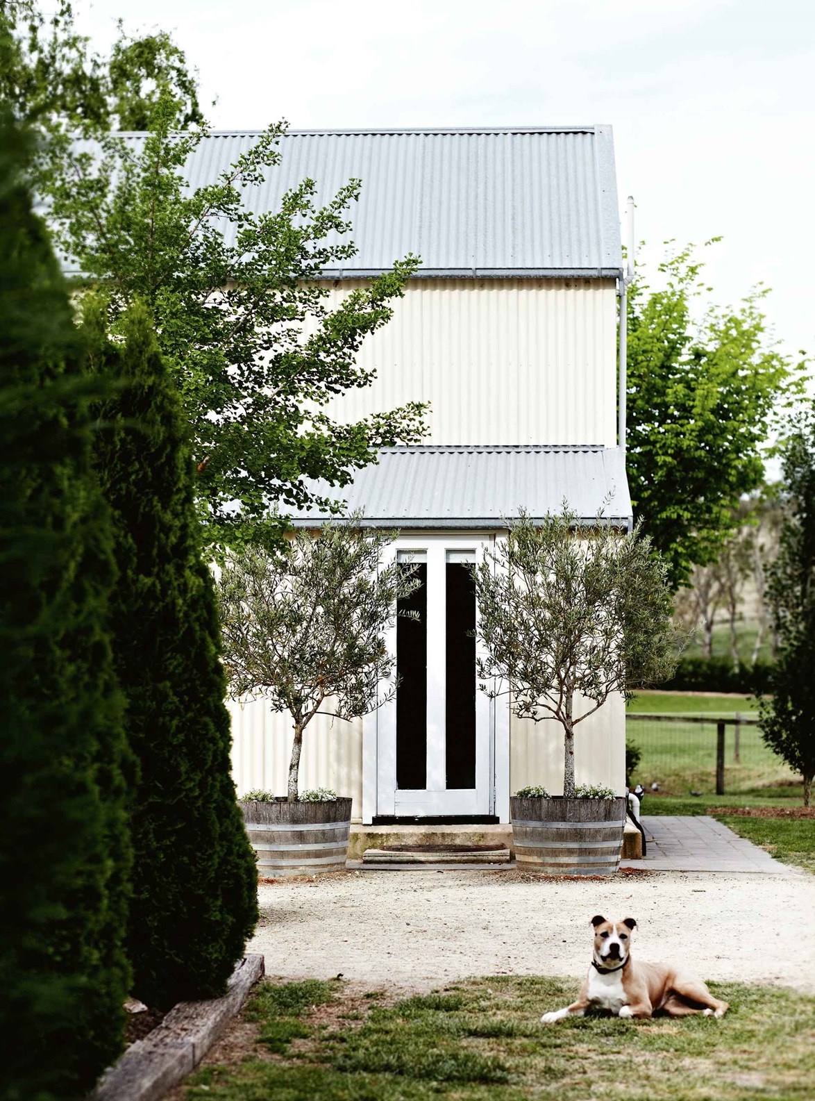 American Staffordshire terrier Paris guards the entrance of the converted shed.