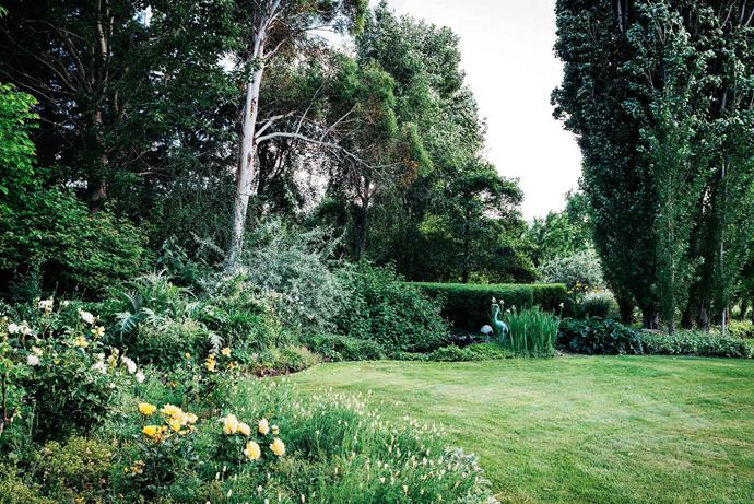 [Silver-foliaged plants](https://www.homestolove.com.au/silver-plants-garden-20028|target="_blank"), including spiky cardoons, and yellow roses thrive in a sunny corner of the garden. The garden includes a number of large circular beds, most of which are planted with roses and perennials. "I'm a bit particular about colours," Anne says. "I like to continue a yellow and blue theme in one bed, with touches of white — 'Iceberg' roses fit the bill here — and cream California poppies."