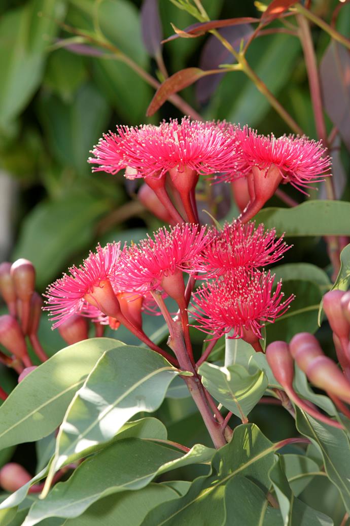 This fire-tolerant tree is threatened in the wild but has remained a garden favourite for years.