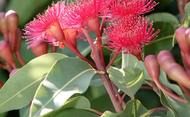 Silver princess eucalyptus: how to grow this Australian native