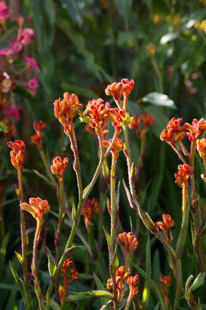 Native Australian plants such as kangaroos paw is a popular choice for low-maintenance gardens. Be sure to check your council's website for plants that are endemic to your region.