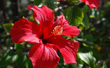 Hibiscus flowers: how to grow and care for