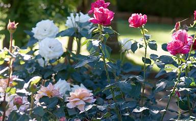 Roses that thrive in Australia
