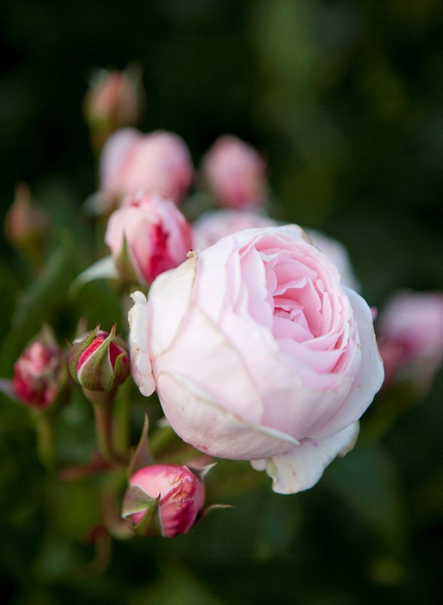 With its attractive nodding habit, the 'Pierre de Ronsard' boasts old-fashioned charm even though it was initially bred in 1987.