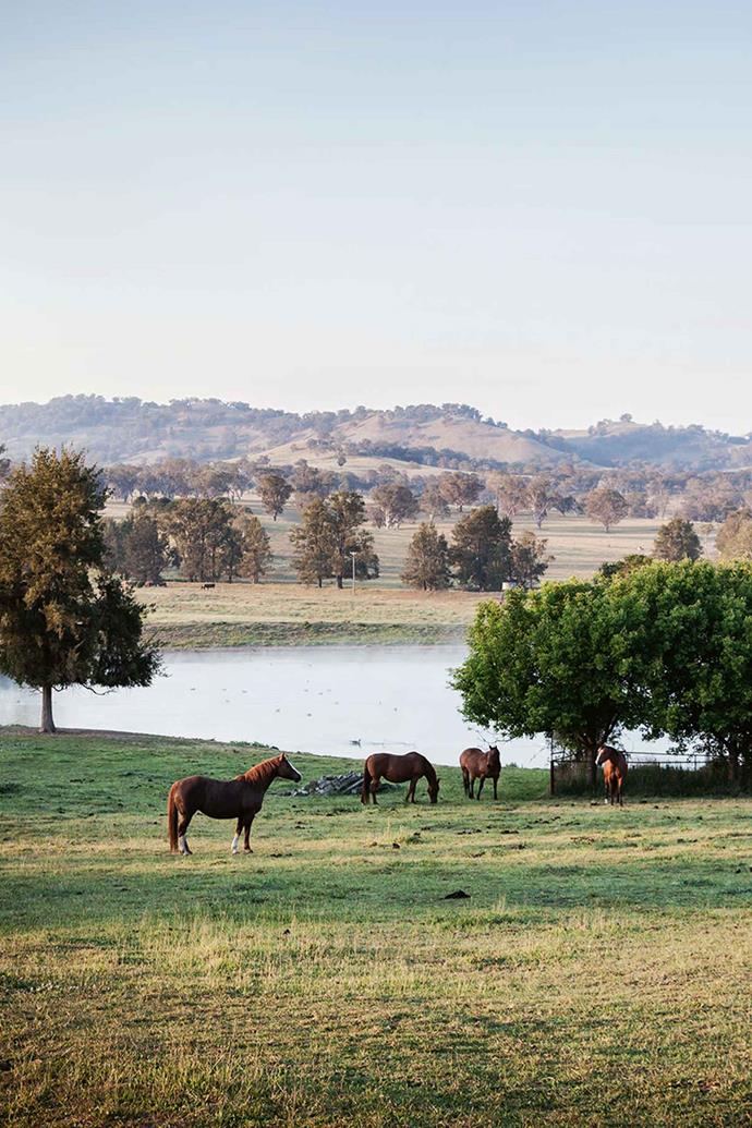 The homestead overlooks quarter horses grazing beside a dam.