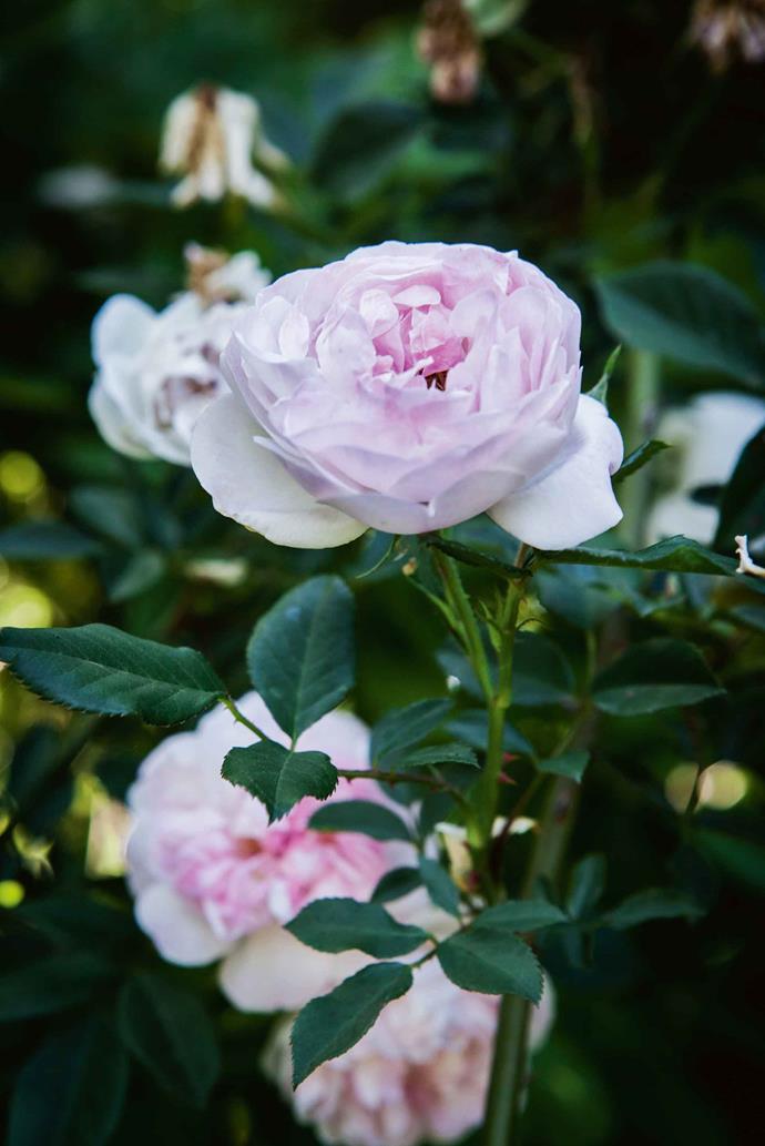 'Cécile Brunner' is one of 75 [rose varieties](https://www.homestolove.com.au/rose-varieties-australia-3218|target="_blank") growing in the garden.
