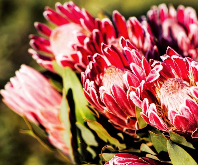 Close up of red protea flowers