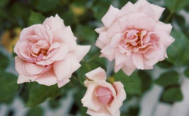 How to care for your roses