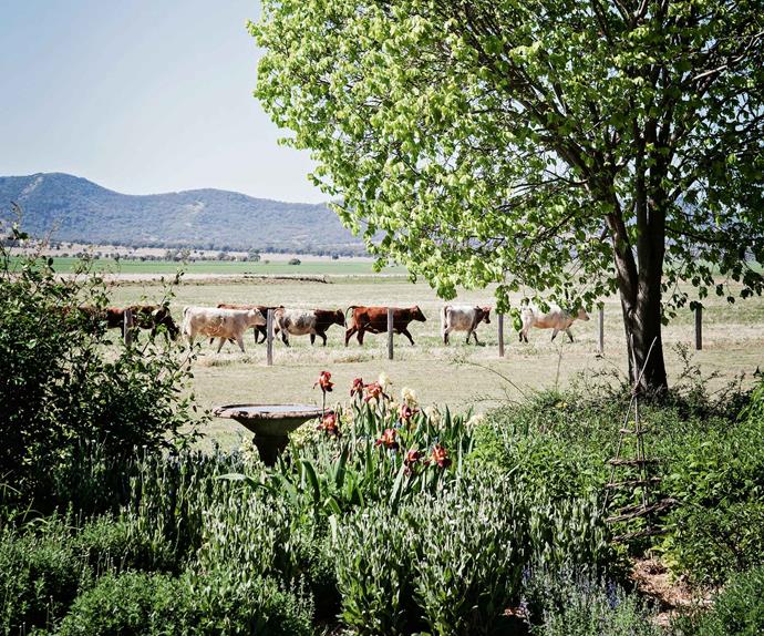 Flower garden with cattle in the background