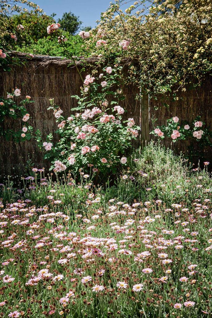 A 'Clair Matin' shrub rose and a climbing Banksia rose thrive against a brushwood fence, underplanted with African daisies. Although Meg and Colin wanted to expand the garden, they were conscious of Rockgedgiel's harsh climate — hot, dry winds from September, temperatures up to 40 degrees in summer, and severe frosts in winter.